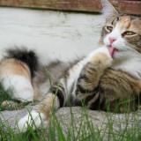 chat-