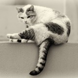 street cat
