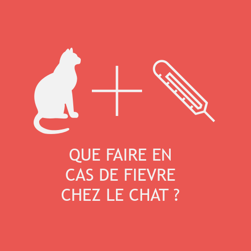 Que Faire Si Mon Chat A De La Fievre Que Faire Si Mon Chat A De La Fievre