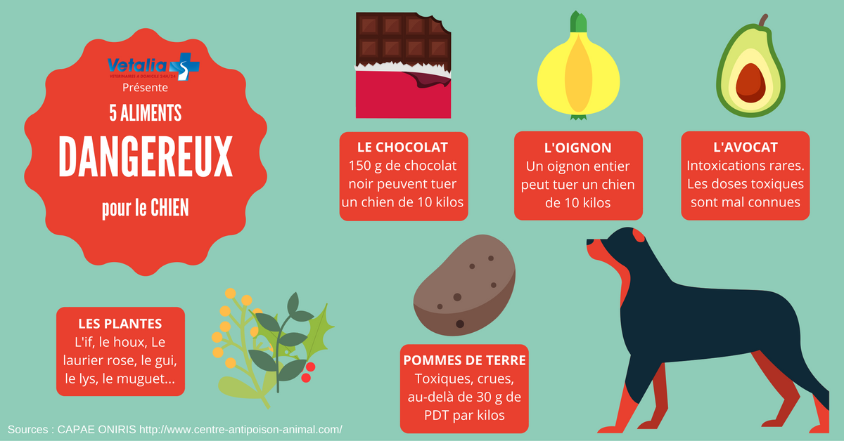 5 aliments toxiques chez le chien