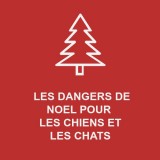 les-dangers-de-noel-pour-chiens-et-chats