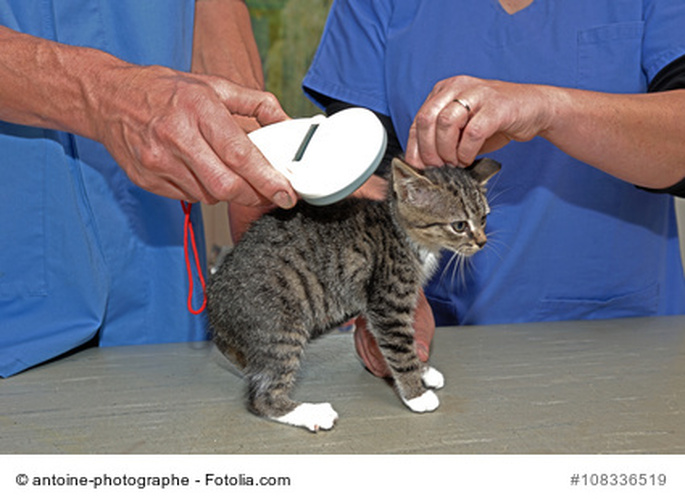 identification chat vétérinaire