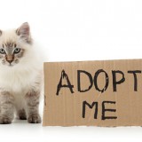 adoption-chat-vetalia