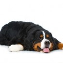 chien dort par terre