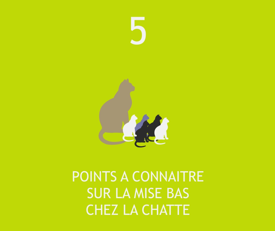 Zoom Sur La Mise Bas Chez Le Chatte Vetalia