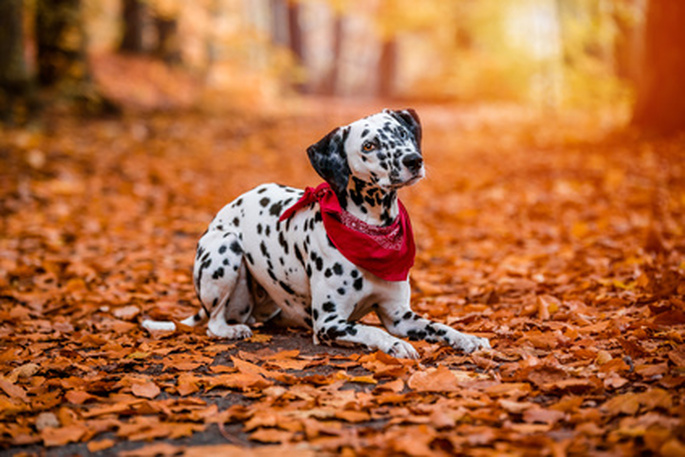 dalmatien en forêt