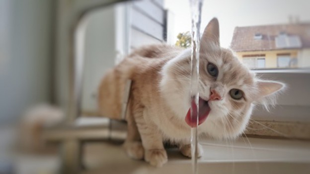 Pourquoi Les Chats Ne Finissent Pas Leur Gamelle Pourquoi mon chat ne boit pas dans sa gamelle ? - Vetalia