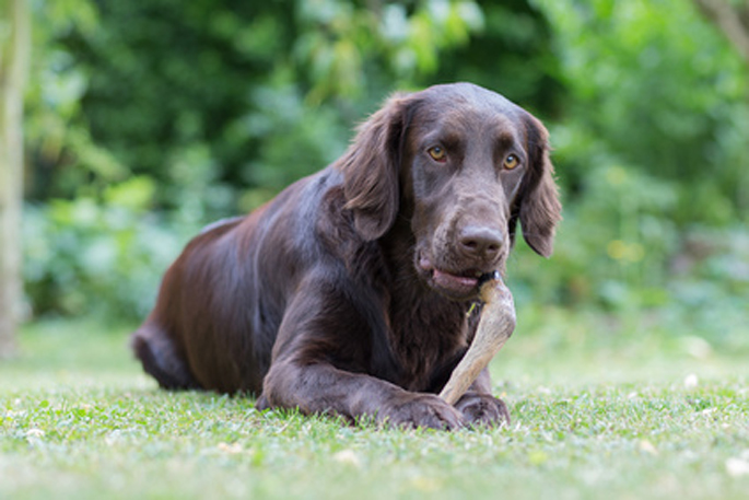 chien qui mange un os