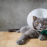 sick cat with funnel cone collar prevent him scratch his ear
