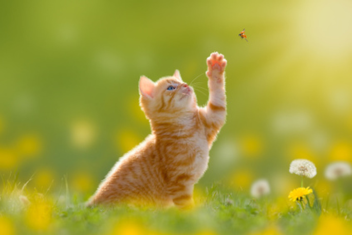 chaton joue dans l'herbe