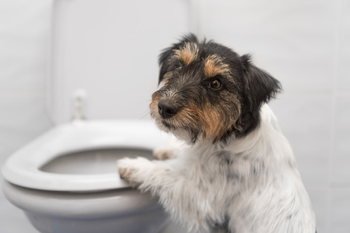 chien aux toilettes