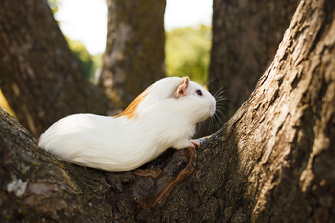 cochon d'inde dans l'arbre