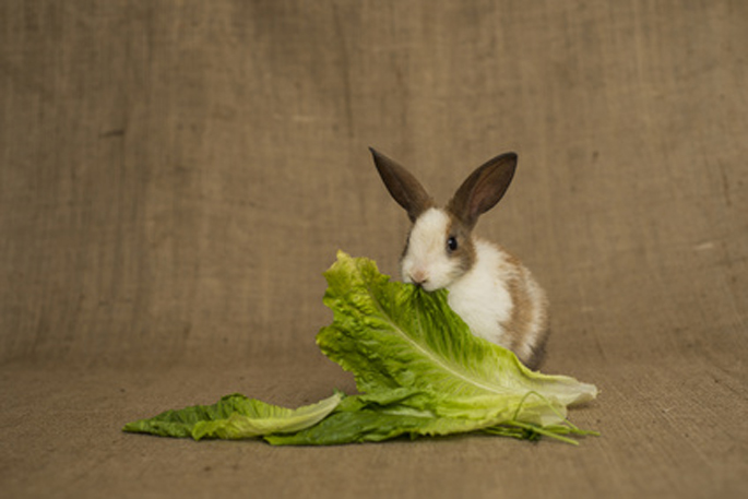 lapin qui mange