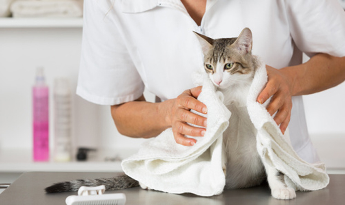 toilettage du chat