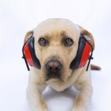 Labrador su sfondo bianco con cuffie