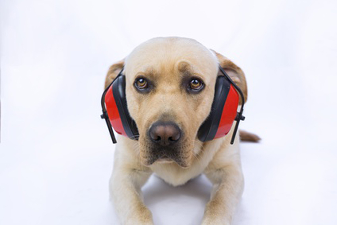 labrador avec un casque