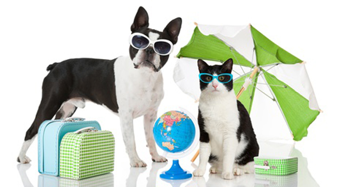 chat et chien en vacances