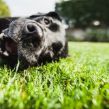 Portrait of a labrador dog lying on the grass
