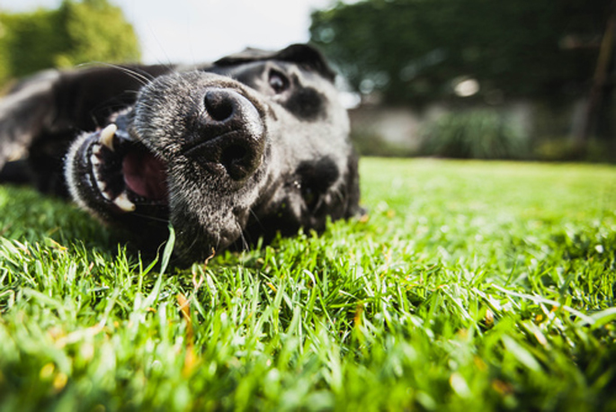 labrador sur l'herbe