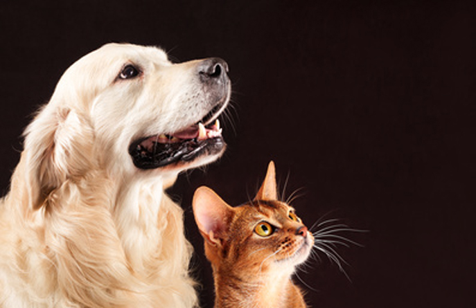 chien et chat attentifs