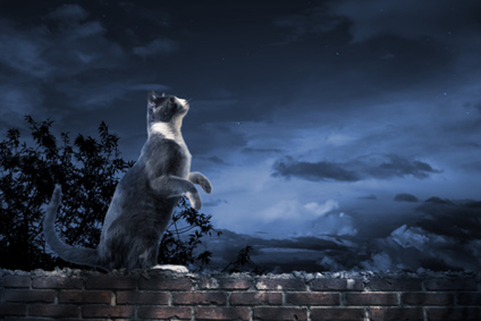 chat dans la nuit