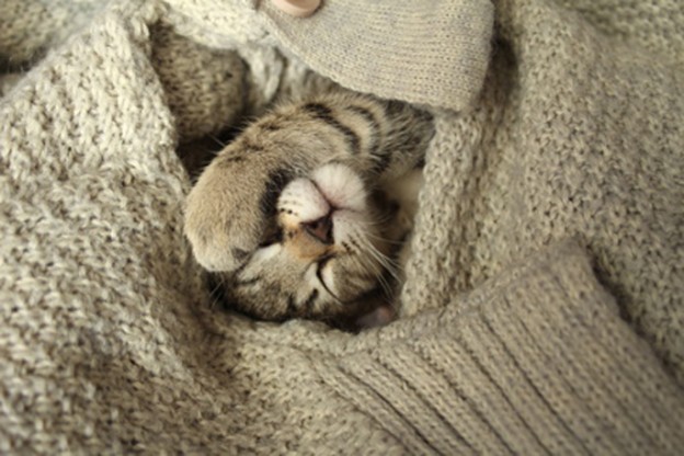 Mon Chat Tousse Quand Il Ronronne Pourquoi mon Chat ronronne ? Que cela signifie t-il