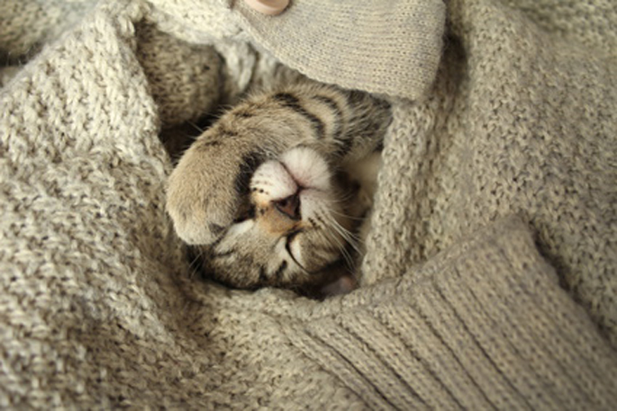 chat dormant dans un pull