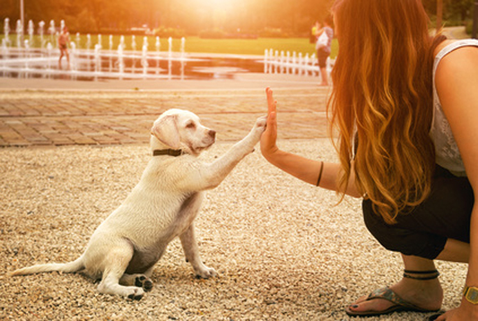 éducation du chien