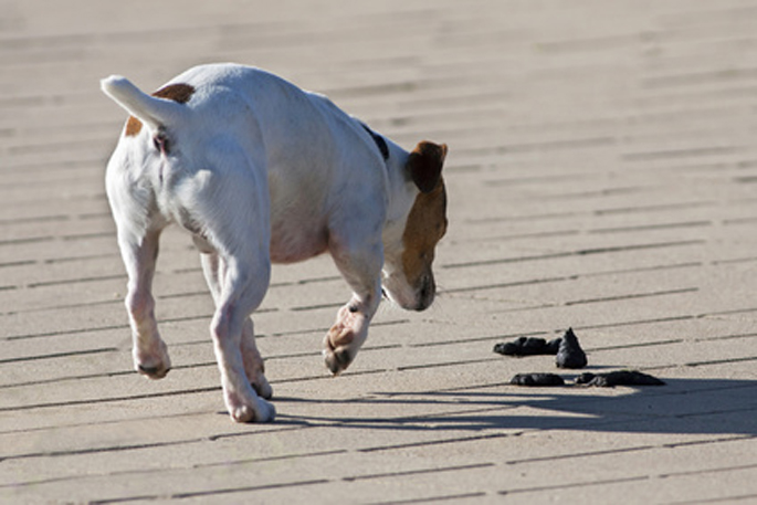 chien qui mange les crottes