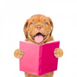 Happy dog reading a book. isolated on white background