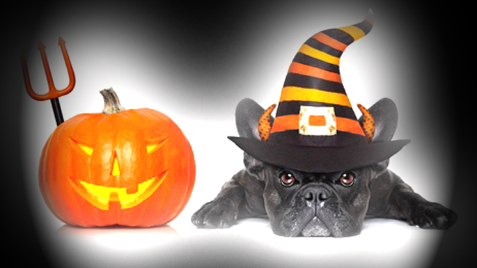 halloween pour chien