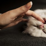 White kitten biting finger