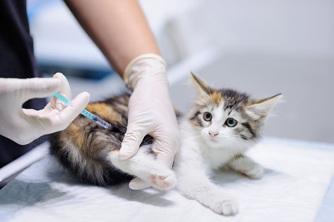 vaccination du chat