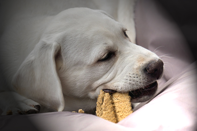 chien mange le canapé