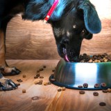 Dog eats food from a bowl
