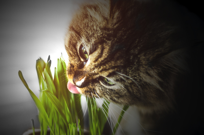 chat qui mange de l'herbe