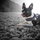 Boston Terrier at the Beach