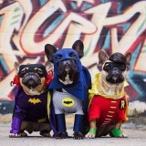 chiens-deguises-super-heros