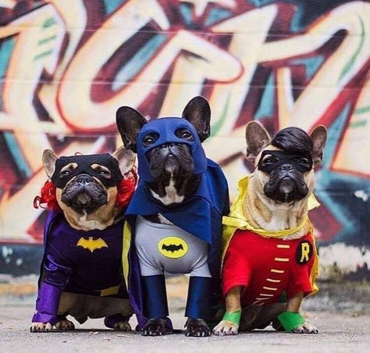 déguisement chien super héros