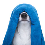 dog in shower or wellness spa
