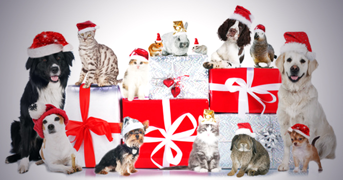 Quels Sont Les Dangers De Noel Pour Nos Animaux