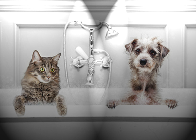 chien et chat dans la beignoire