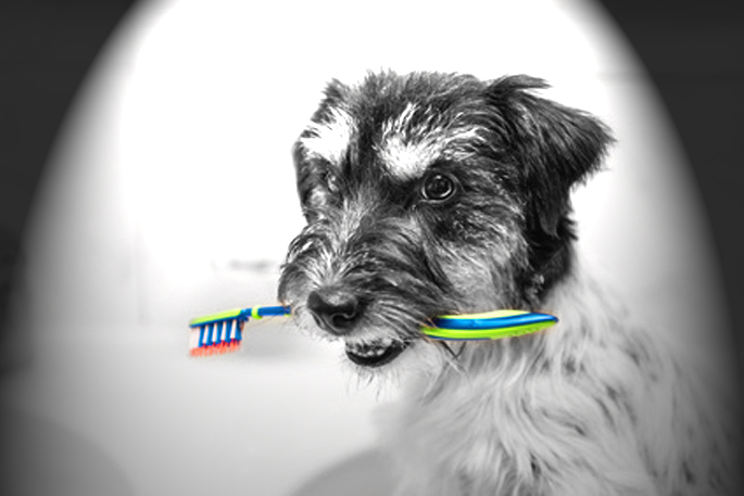 chien et brosse à dents