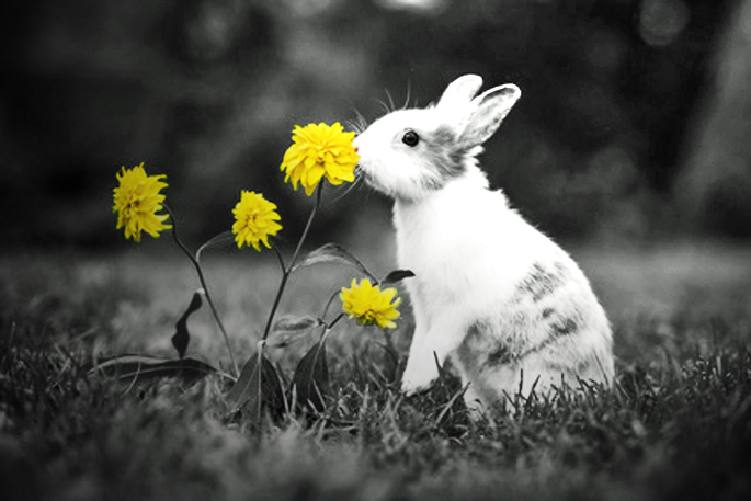 lapin et fleurs