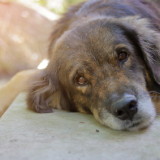 lovely lonely dog waiting for its ower, shallow depth of field, sunshine effect