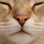 Que faire quand mon chat a un rhume ?