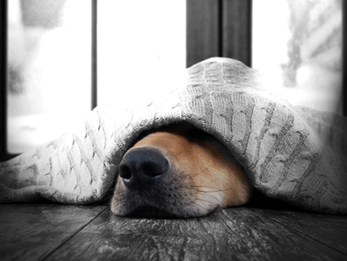 chien qui a froid