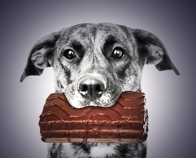 Que faire quand mon chien mange du chocolat ?