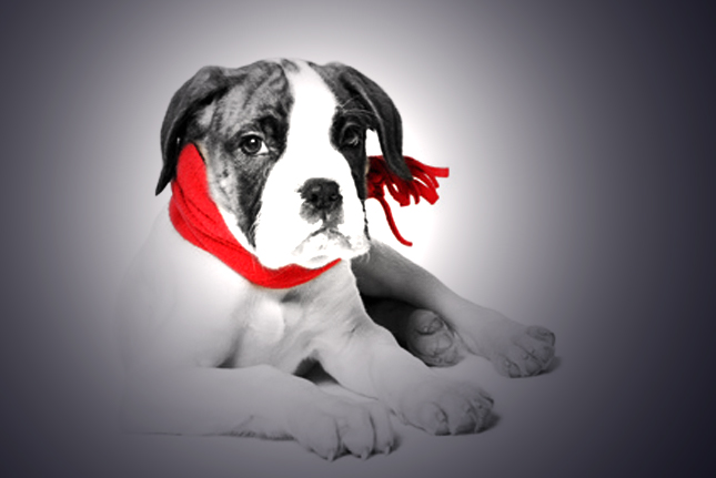 Que Faire Lorsque Mon Chien Tousse Conseils Vétérinaires