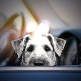 Hund im Auto
